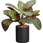 Online Kwantum Kunstplant Calathea Groen